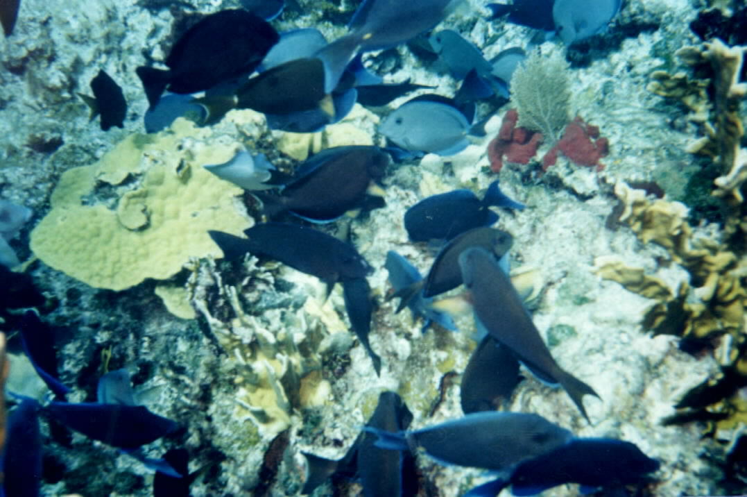 Under water at Sandy Cay