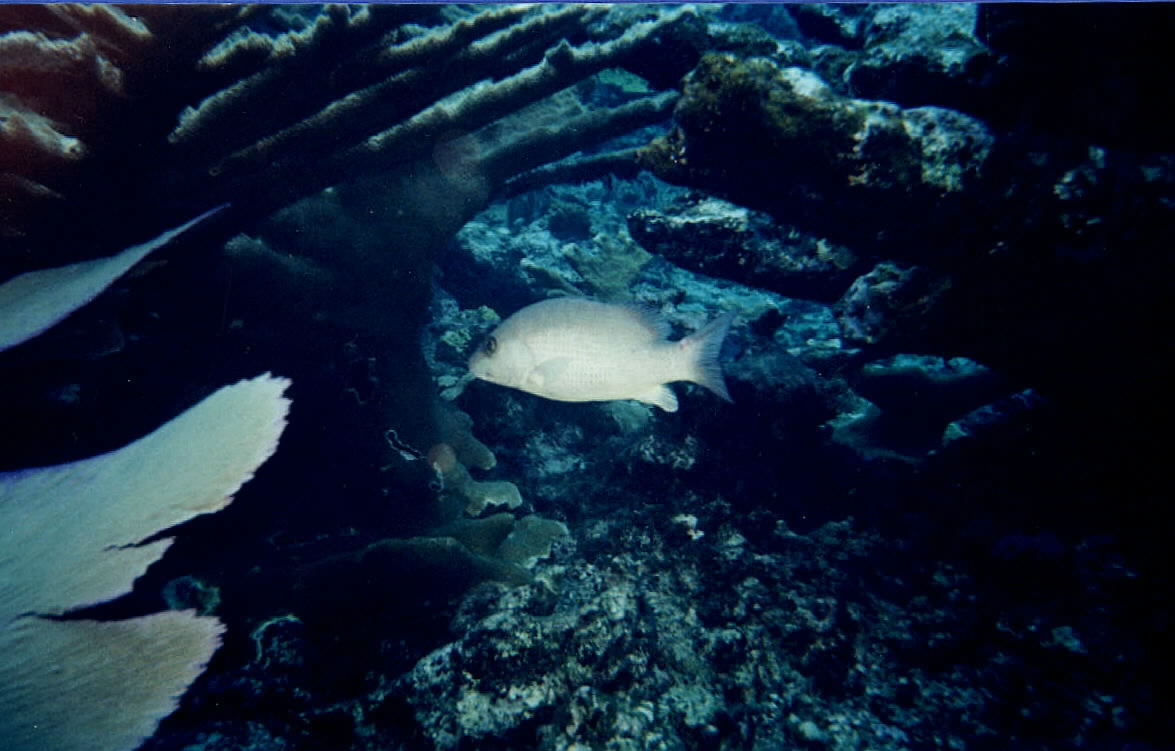 Under water at Sandy Cay