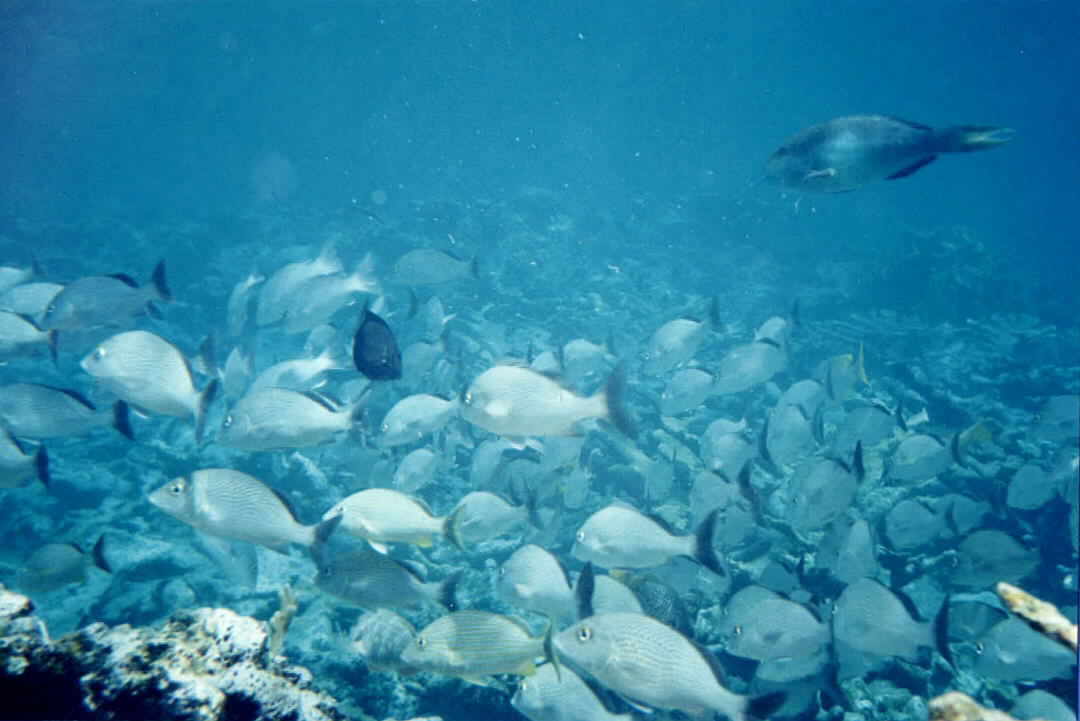 Under water at Sandy Cay